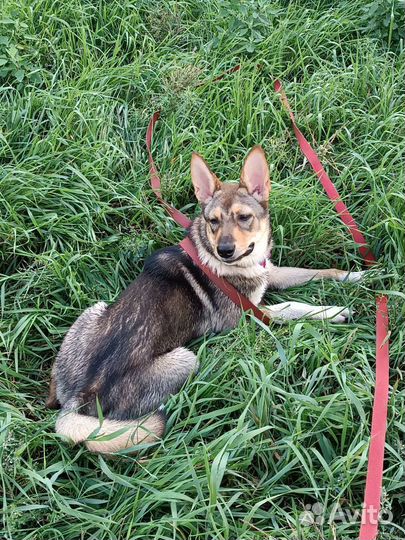 Отдам щенка в добрые руки собака