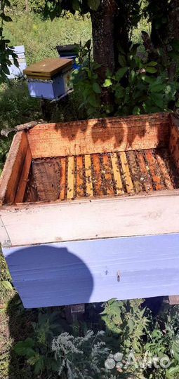 Пчелосемьи