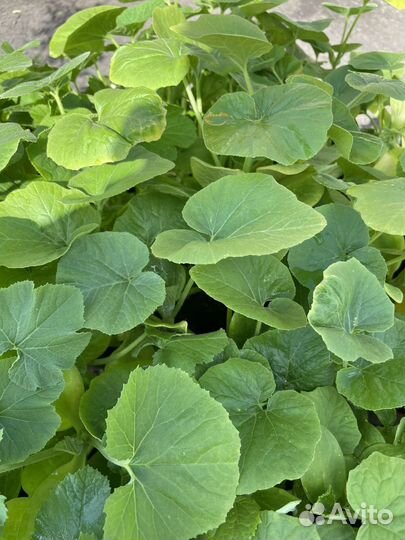 Продам овощную рассаду