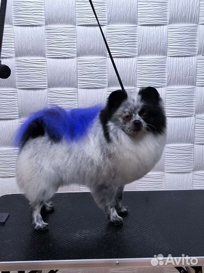 Стрижка собак