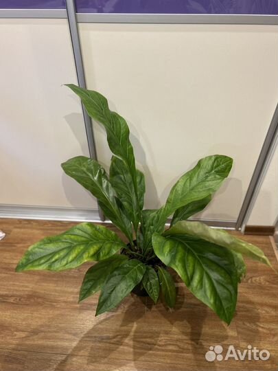 Антуриум Джангл Баш