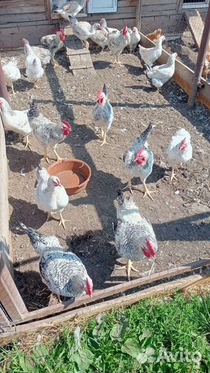 Петухи master грей