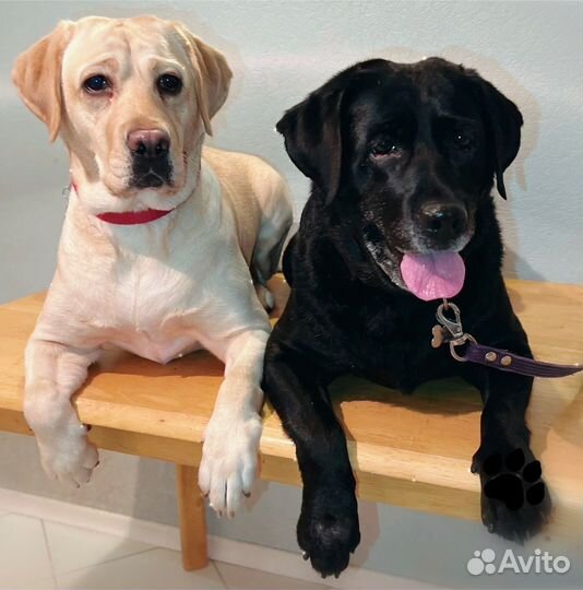 Груминг Экспресс линька Мытьё