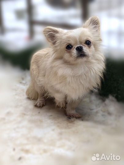 Длинношерстный кремовый мальчик чихуахуа