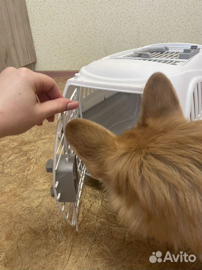 Переноска для собаки (пластик)