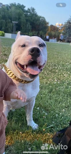 Вязка Американский булли xl