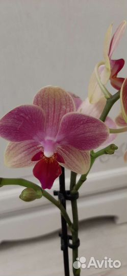 Орхидея мультифлора Summer Song