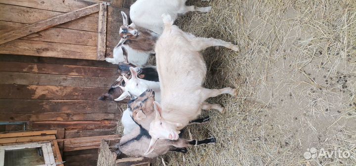 Козлята и кролики