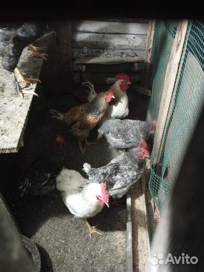 Молодые петухи