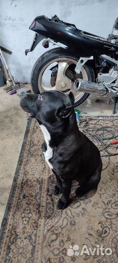 Питбультерьер