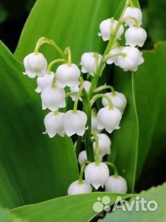 Ландыши цветы