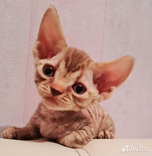 Мальчики WCF Девон-рекс