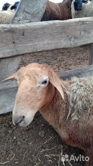 Овцы бараны ягнята оптом