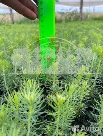 Сеянцы зкс Сосна Ель Лиственница окс Голуб Горн