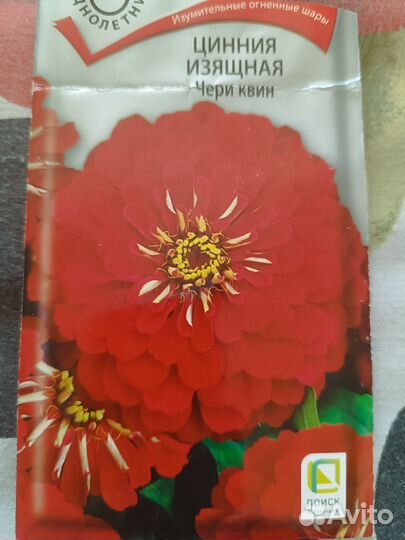 Рассада цинии