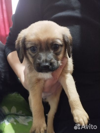 Отдаем щенят в добрые руки