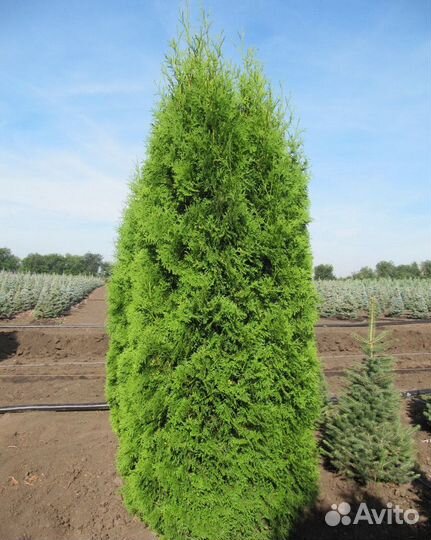 Туя Экстра 300см