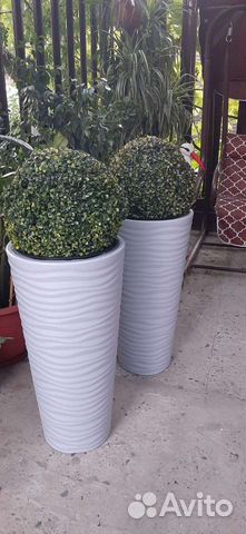 Комплект, кашпо+круглый куст дооговечные