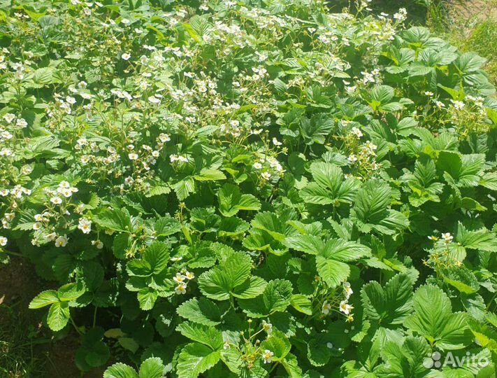 Черносливовый крыжовник, клубника