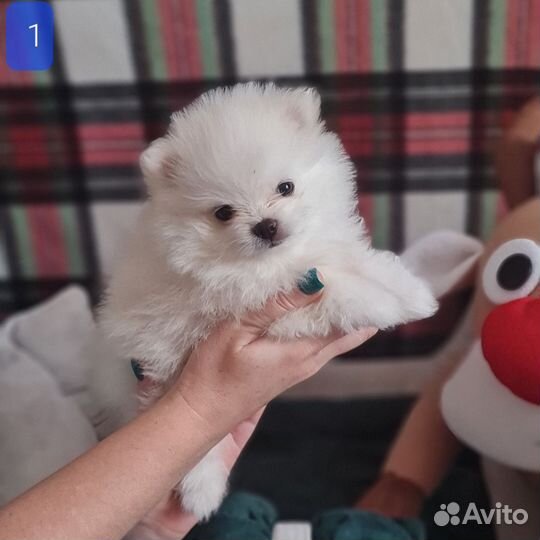 Шпиц (с документами)