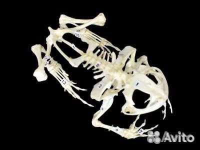 Скелет лягушки