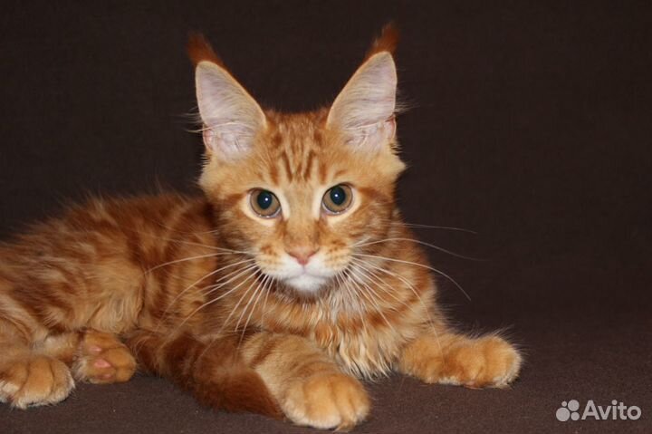 Котята из питомника