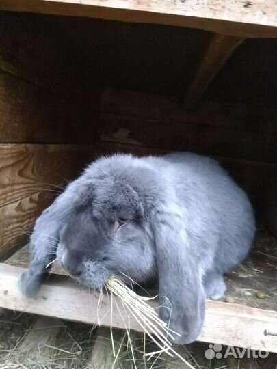 Рабочие самцы и молодняк