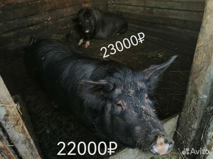 Белый боров и две свиньи