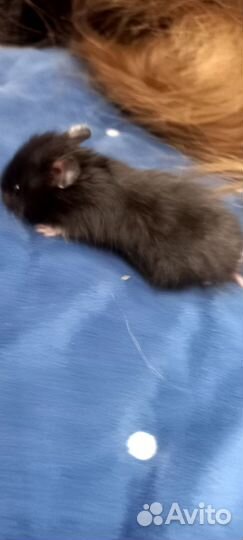 Хомячата сирийские