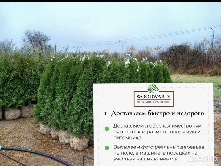 Ель голубая