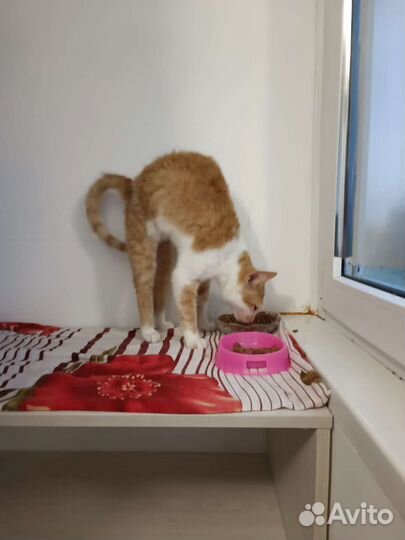 Корниш-рекс в добрые руки