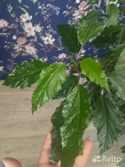 Гибискус купера