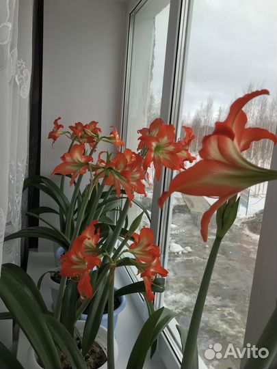 Гиппиаструм