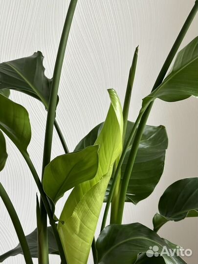 Стрелиция николая