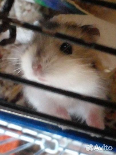 Продаю джунгарских хомяков