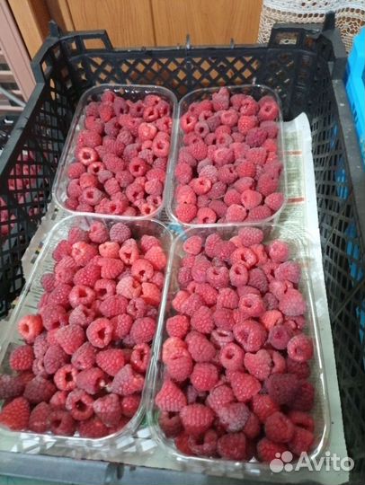 Саженцы ремонтантной малины