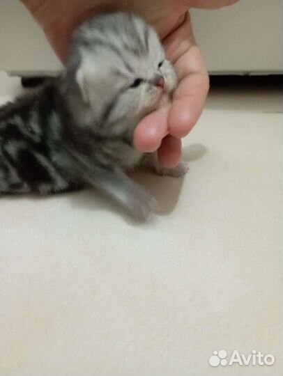 Британская кошка