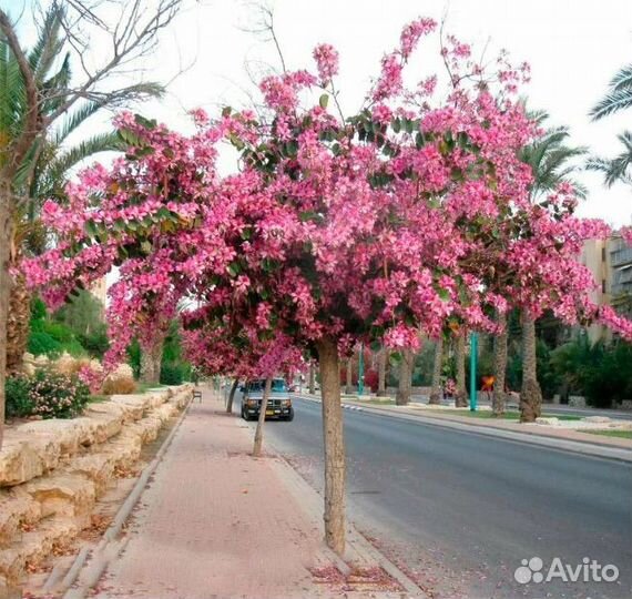 Баухиния/орхидейное дерево, комнатная, семена