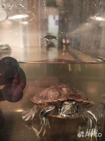 Красноухая черепаха бесплатно