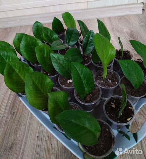 Замиокулькас долларовое дерево