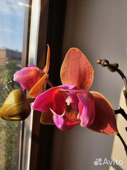 Орхидея фаленопсис пелорик
