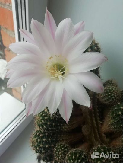 Очень большой кактус