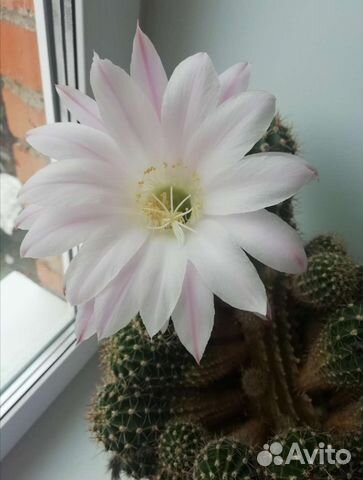 Очень большой кактус