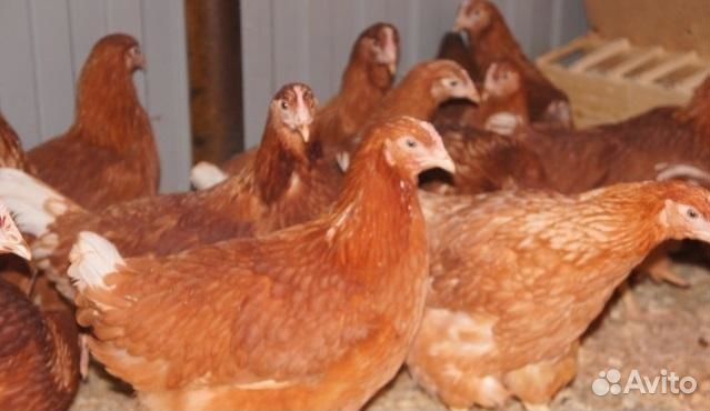 Курочки несушки