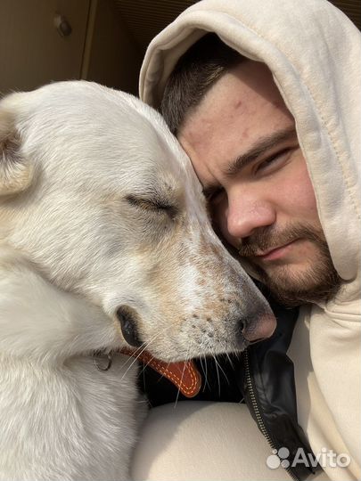 Передержка собак, гостиница для собак,зоогостиница