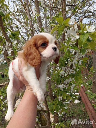 Кавалер Кинг чарльз спаниель девочки