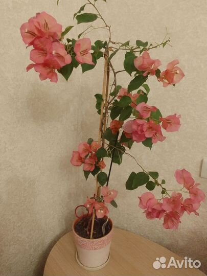 Бугенвиллея