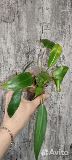 Комнатные цветы 3