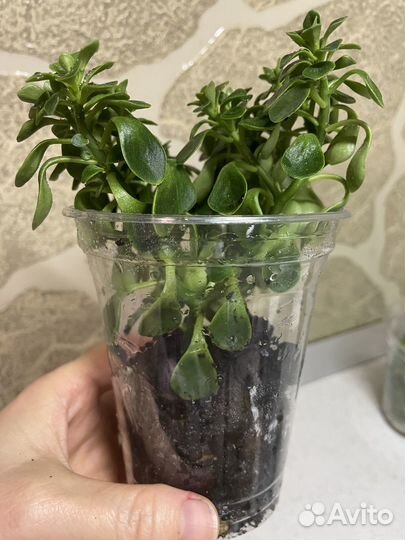 Аихризон дерево любви