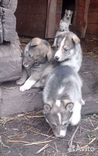 Щенки западно сибирской лайки